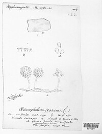 Oedocephalum roseum image